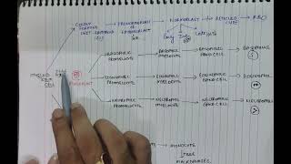 leukopoiesis and erythropoiesis  PATHOLOGY  GENERAL ANATOMY  PHYSIOLOGY  MBBS  SECOND YEAR [upl. by Ainsley]