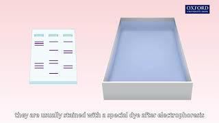 Animation 272 Gel electrophoresis [upl. by Faria591]