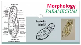 Paramecium caudatum morphology part 2 internal structure [upl. by Will]