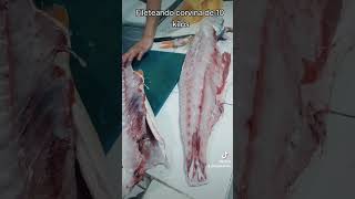 como filetear corvina grande corvina fish acomerpescado [upl. by Gearard]