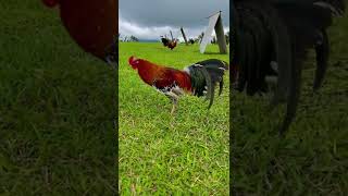 Beautiful Spangled Lacy Roundhead  Arl Gamefarm Arturo Lopez gamefowl gallosfinos rooster [upl. by Tnecillim]