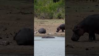 Hippos in Kruger National Park South Africa [upl. by Aihpled]