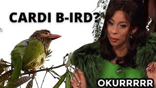 Okurrr This bird sounds like Cardi B shorts [upl. by Sewel]