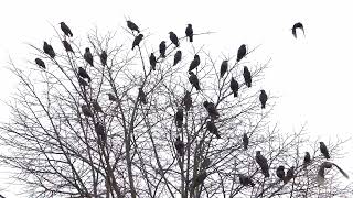 A tree full of Starlings [upl. by Jens]