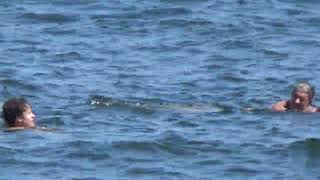 OPEN WATER SWIMCASCO BAY SOUTH PORTLAND MAINE [upl. by Ramonda]