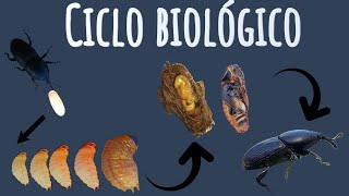 Ciclo biológico del picudo del agave [upl. by Solahcin790]