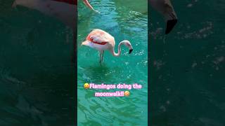 Flamingos Dancing Doing the Moonwalk flamingo michaeljackson billiejean [upl. by Ahsiuqal813]