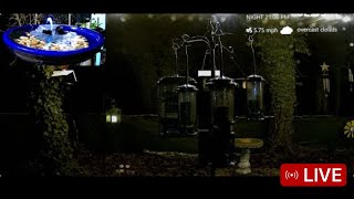 LIVE  Night Sights amp sounds Owl Calls Chimes amp Water Fountains asmr owls nightsounds sleep [upl. by Attem]