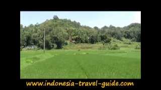 Wisata Tana Toraja Sadan Tobarana [upl. by Liba822]