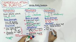 Osmoregulation in plants  mesophytes xerophytes And hydrophytes  Class 12 Biology [upl. by Yecart]