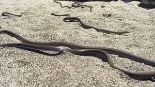 Baby Iguana Running From Snakes  Iguana Vs Snakes [upl. by Alburg818]