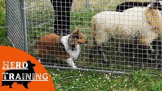 Shetland Sheepdog Herd Training [upl. by Travus]