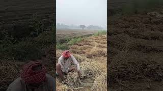 Anndata Kisan💞Bahut mehnat😥karni pdti kheto me kishano korolitiwari3224 youtubeshortsviralvideo [upl. by Freudberg]