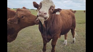 Checking on the Cattle out in Pasture [upl. by Angrist799]