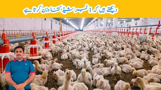 Control shed No 1 Broiler Chicks Weight Day 14  broiler chicken poultry farming  Amin Hamid [upl. by Nyrem]