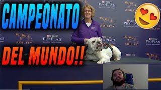 🔴quotIBAIquot CASTEA EL CAMPEONATO DE LOS PERROS MAS HABILES DEL MUNDO🔴2019🐶 [upl. by Ardnaskela225]