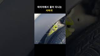 주차장에 나타난 사마귀 Mantidae insect [upl. by Essirehc]