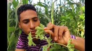 هذا النبات يستخرج منها اغلي الزيوت الطيارهpelargonium graveolens [upl. by Shuman]