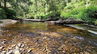 High Country Creek Fishing Day Trip best numbers of the season [upl. by Alanson164]