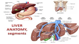 Liver Facts You Wont Believe [upl. by Geri]