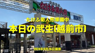 本日の武生福井県越前市 菊人形会場準備の様子と片屋町周辺のコスモスとそば畑そばの花 2024年9月26日撮影 [upl. by Oidgime]