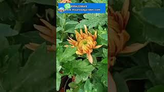 your orders are dispatched soon pls wait for our reply msprosegarden myplantlovinghome gardening [upl. by Malonis]