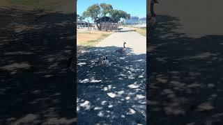 The City Vlog Spotted some Goose on Bay Trail [upl. by Mathur825]