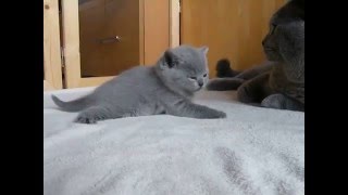 British Shorthair Cat and Kittens [upl. by Ainahpets]