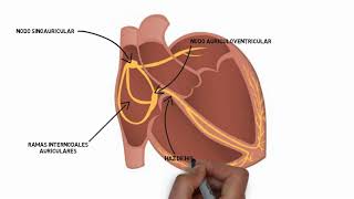 Sistema de conducción cardíaco [upl. by Nataniel307]