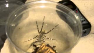 Tarantula Mythbuster Video 48  Detailed Vid on Viridasius sp Madagascar [upl. by Lantz619]