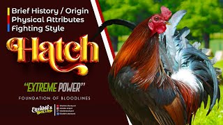 HATCH  USAPANG GAMEFOWL BLOODLINES [upl. by Vitale290]