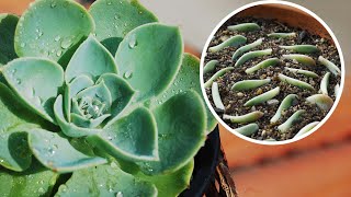 How to grow ECHEVERIA succulent from CUTTINGS and LEAVES  Care conditions [upl. by Ko119]