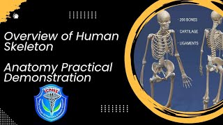 Human Skeleton  Overview of Human Skeleton  Skeletal Anatomy  Anayomy Practical [upl. by Ttelrats]