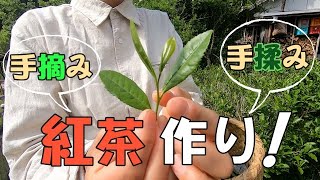 【自給生活】手摘みの茶葉から紅茶を作る living Making black tea from handpicked tea leaves [upl. by Seena]