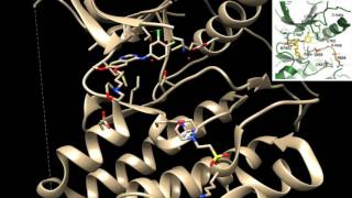 Gefitinib Inhibitor of EGFR Tyrosine Kinase Mutants in NSCLC [upl. by Dnomse540]