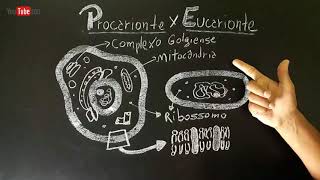 Células PROCARIONTES e EUCARIONTES  Citologia [upl. by Herries]