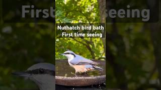 Enjoy to watch the Nuthatch bird bath nature music relaxing shortvideo [upl. by Tammara]