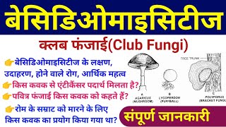 बेसिडिओमाइसीट्स Basidiomycetes  basidiomycetes fungi examples characteristics diseases diagram [upl. by Corin]