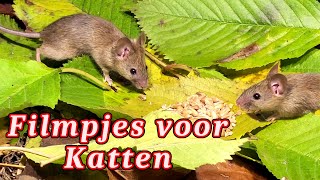 Muizen Voor Katten  Vogels Voor Katten [upl. by Anauqat]