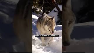 The Oldest Wolf in Yellowstone Makes History [upl. by Eiramaliehs]