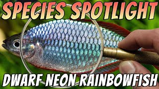 Dwarf Neon Rainbowfish Melanotaenia praecox Freshwater Aquarium Fish Species Profile amp Care Guide [upl. by Phillipp752]