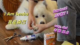 What do you do when your dog went limp Distressed Senba hurt his paw  Dog limping [upl. by Ennaitsirhc]