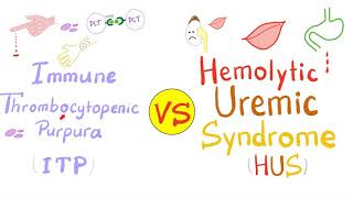 Immune Thrombocytopenia ITP vs Hemolytic Uremic Syndrome HUS [upl. by Ennayhc968]