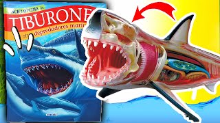 MEGALODON GIGANTE  APRENDE CON LA ENCICLOPEDIA DE LOS DINOSAURIOS  ¡INCREIBLES [upl. by Venita]