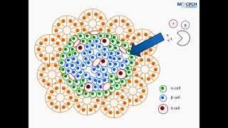 Pathophysiology of Type 1 Diabetes [upl. by Ardelle]