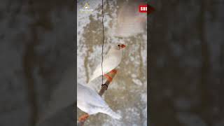 Rare White Finch Sound Amazing Flying  youtube shorts  Vital Wildlife 4k [upl. by Emmett]