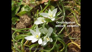 Ρεματιά Βαρνάβα Αττική Rematia ProsalesiStream Kinetizas Varnavas  Grammatiko  Sesi Flora [upl. by Veno859]