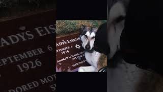 DOG CRYING AT HER OWNERS GRAVE 😭😭 dogshorts doglovers [upl. by Vtarj]