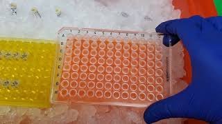 Running qPCR of cDNA [upl. by Annahsit]