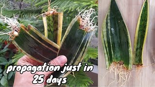 Snake plant propagation  snake plant care  how to propagate snake plant [upl. by Nnaycnan]